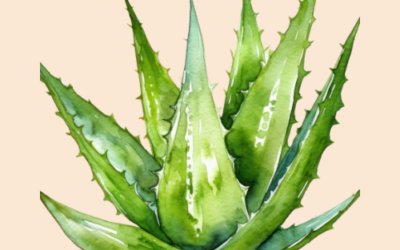 Die faszinierende Geschichte der Aloe Vera
